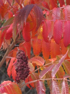 Rhus glabra